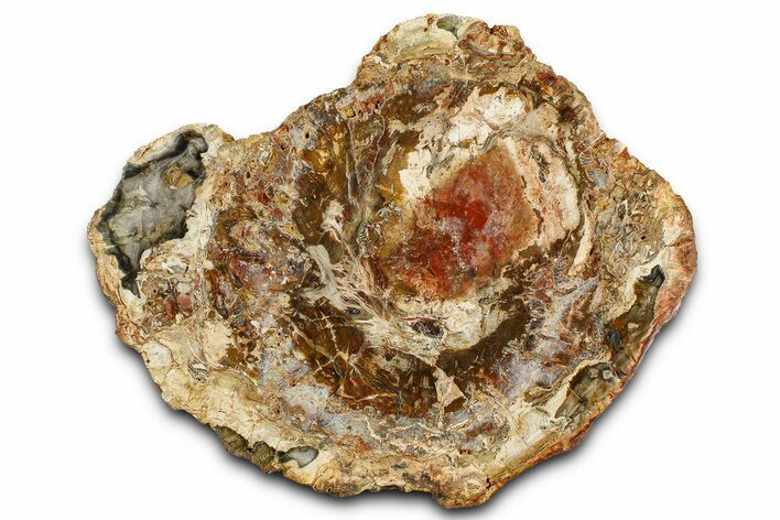 Beautiful Petrified Wood (Araucaria) Slab - Madagascar #361472